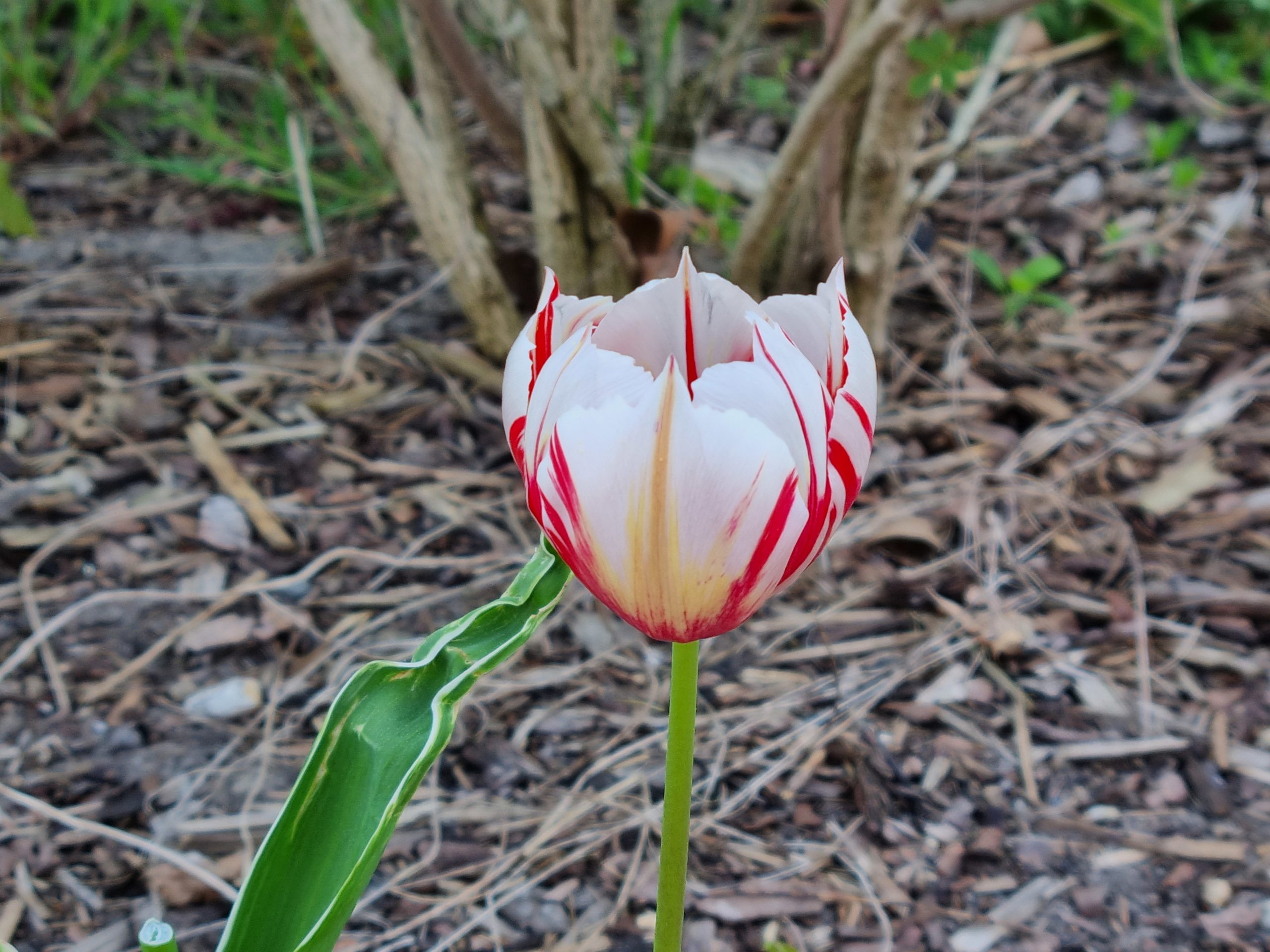 Tulpe im Schulhof der FRR